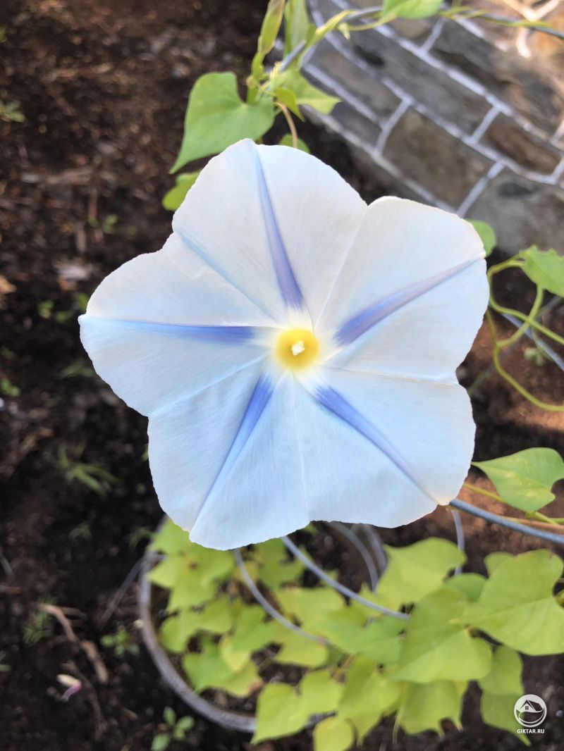 Моя ипомея начинает цвести. Она моя гордость и радость.