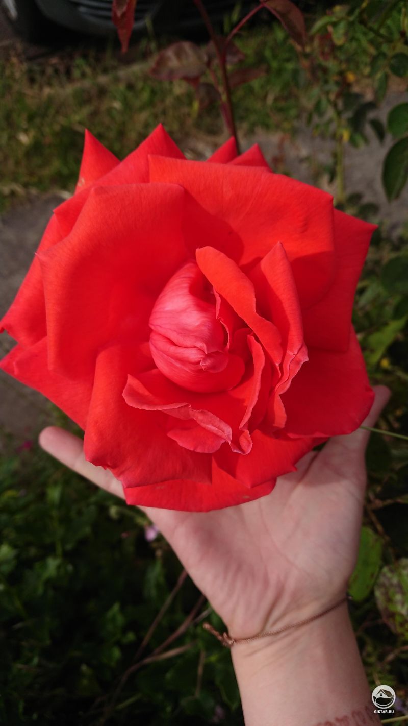 Это идеальная гигантская красная роза из моего сада .