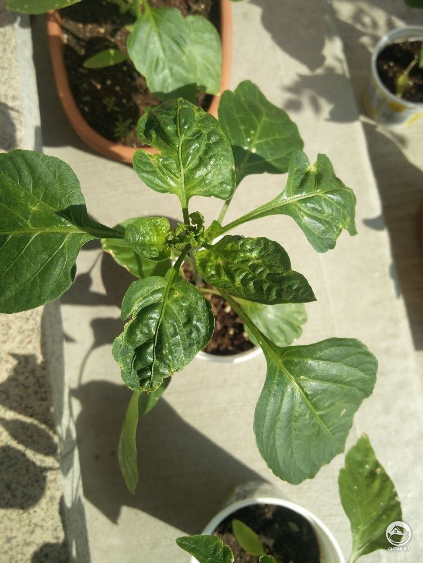 Листья перцев стали пупырчатыми. Что с ними случилось ?