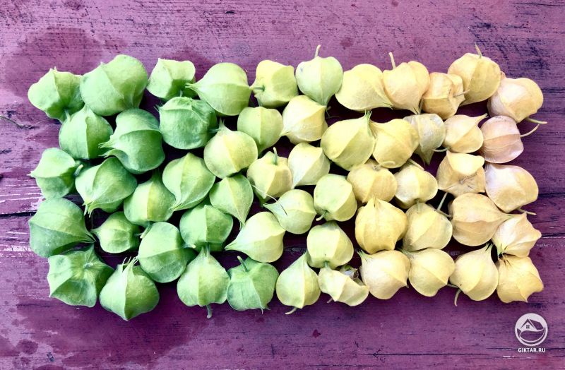 Мои физалисы в различных стадиях спелости. Первый раз выращиваю их .