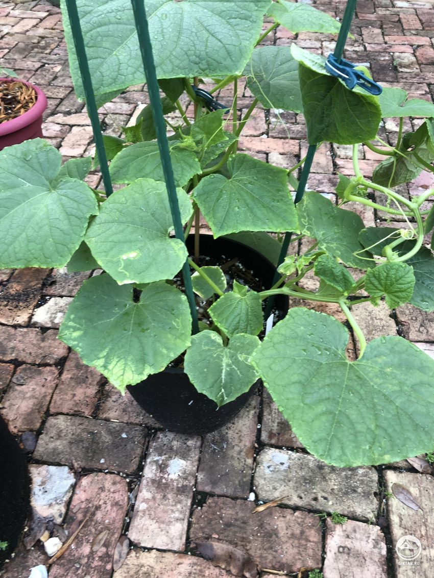 Нужно ли оставить только одно растение?