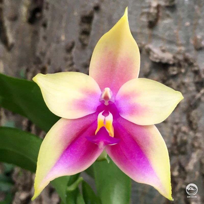 Фаленопсис гибрид, выращенный из семян