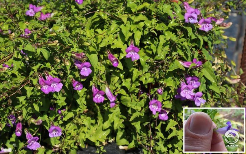 Азарина или Маурандия антирриноцветковая (Maurandia antirrhiniflora) Азарина или Маурандия антирриноцветковая (Maurandia antirrhiniflora)