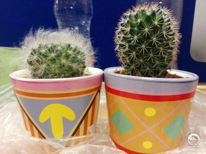 Маммилярии