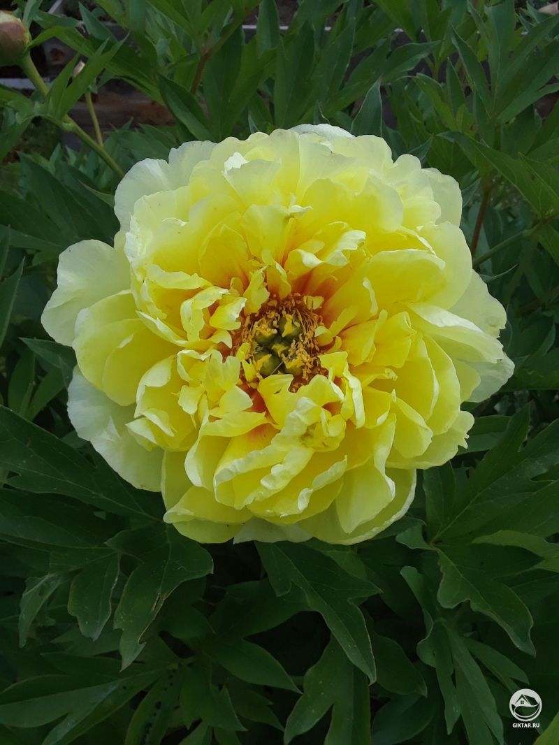 Желтый пион