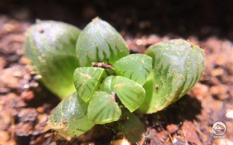 Моя маленькая Хавортия