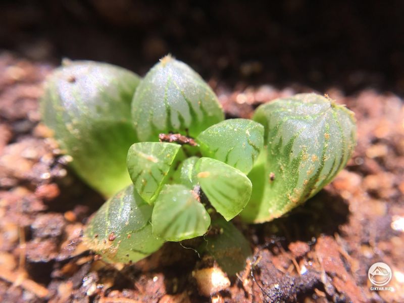 Моя маленькая Хавортия