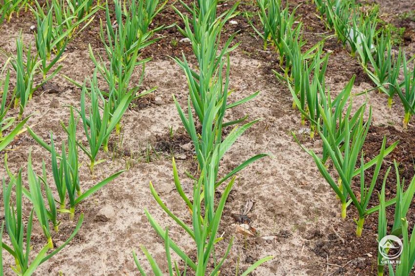 Выращиваем крупный чеснок