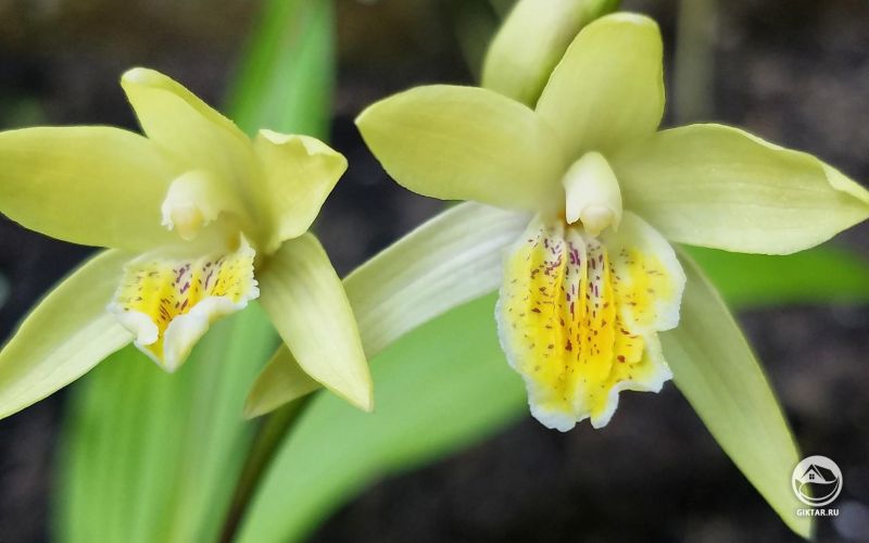 Блетилла буро-жёлтая 'Chinese Butterfly'