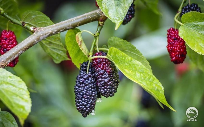 Шелковица (тутовое дерево) черная Черная шелковица (тутовое дерево)