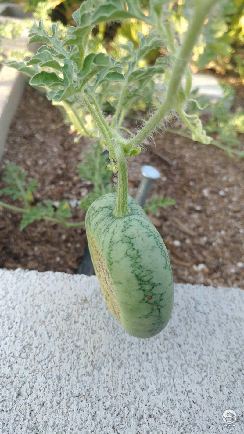Я нашел этот арбуз, который вырос между двух кирпичей в моем огороде