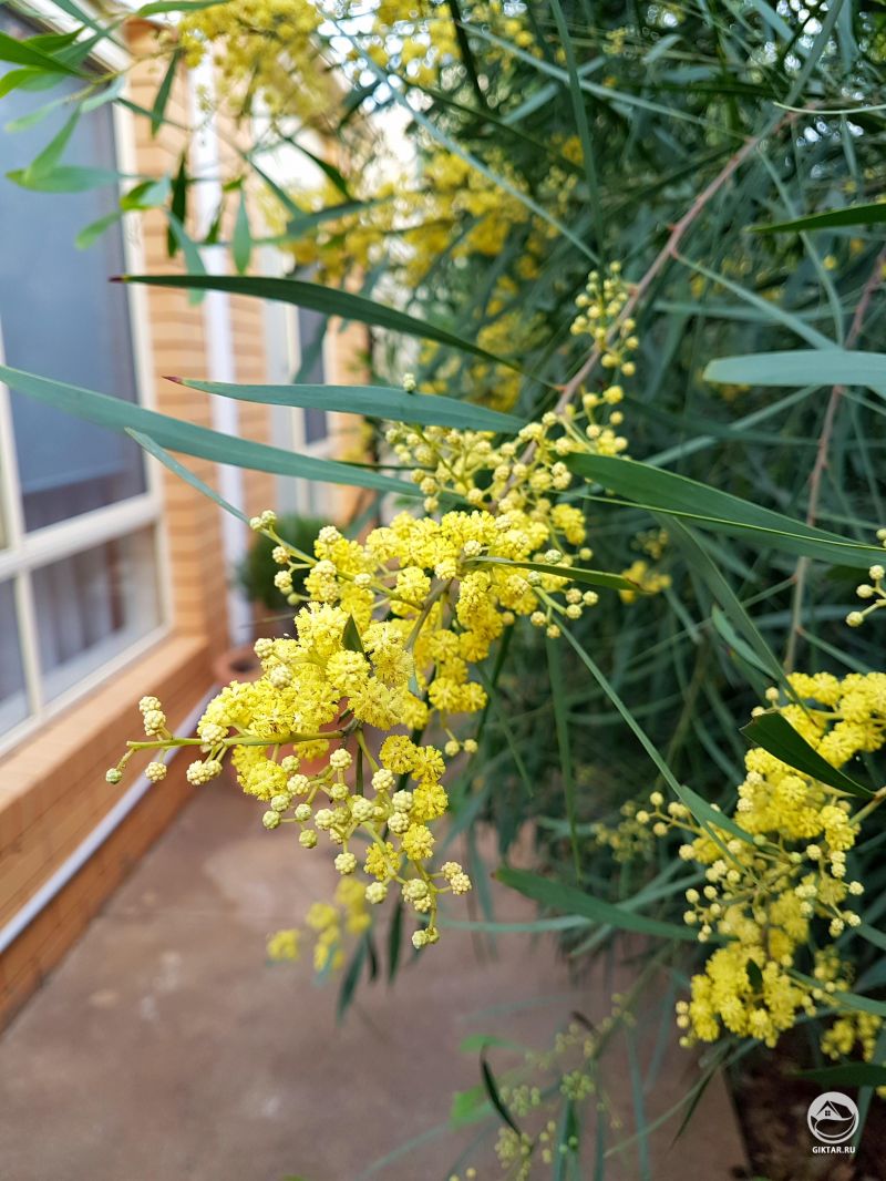 Акация стойкая