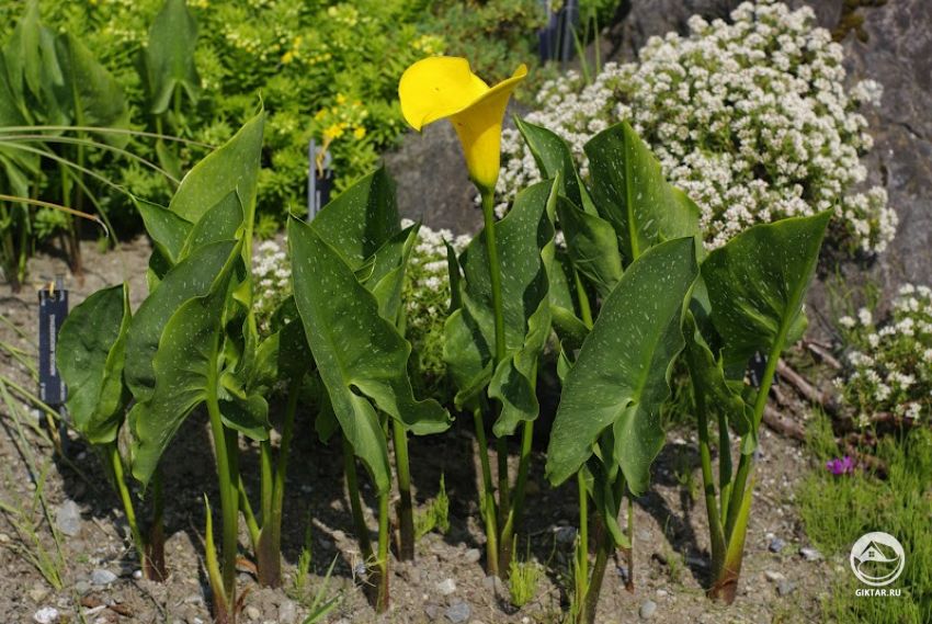 Зантедеския изысканная (Zantedeschia jucunda) Зантедеския изысканная (Zantedeschia jucunda)