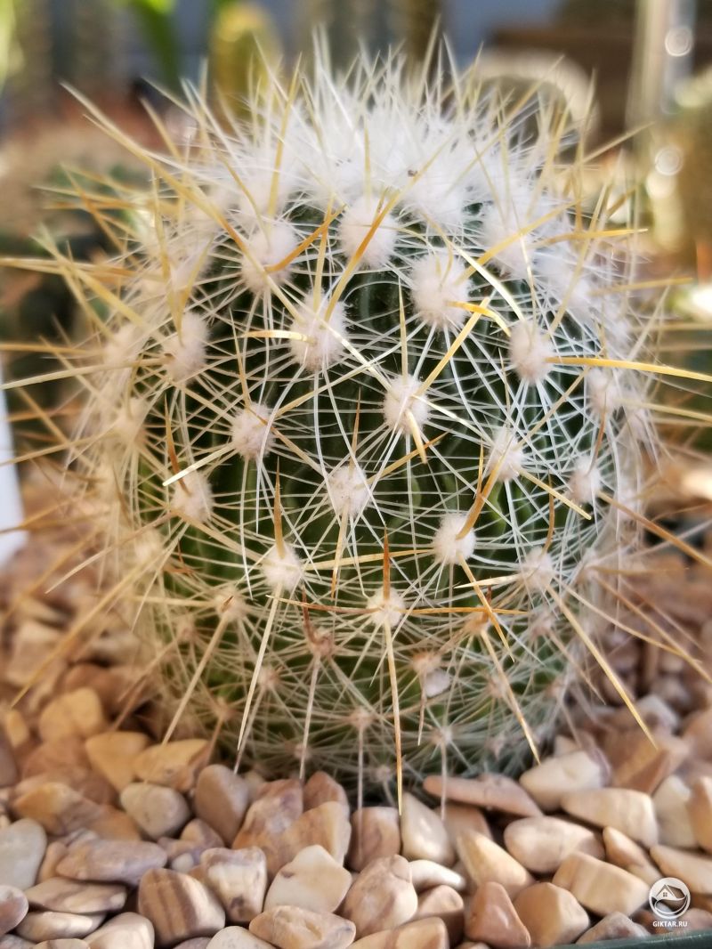 Эхинофоссулокактус