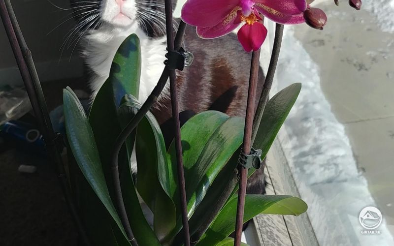 Цветущая орхидея и кошка
