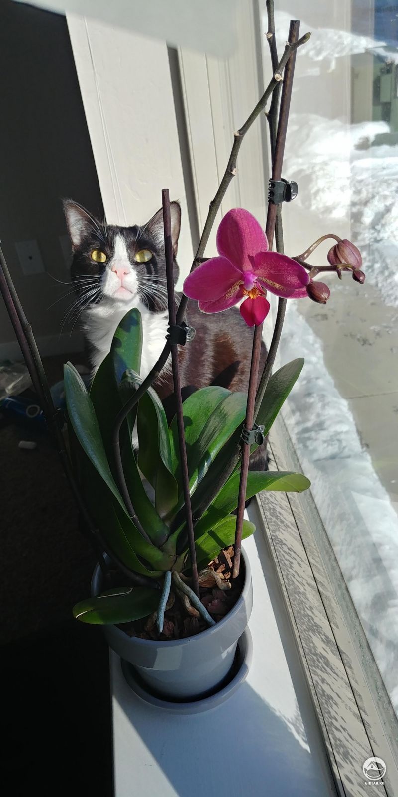 Цветущая орхидея и кошка