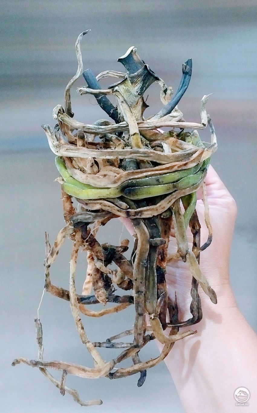 Может эта орхидея все-таки выжить ?