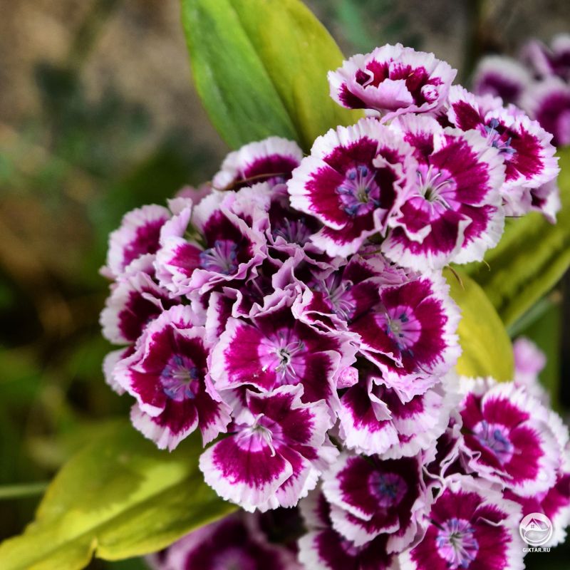 Пурпурные цветки турецкой гвоздики .