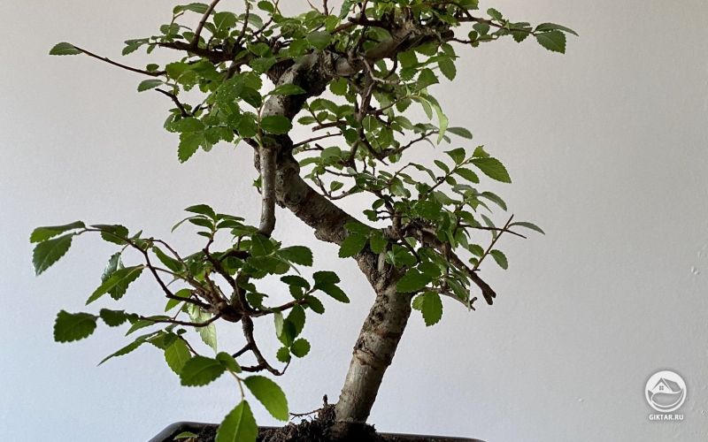 Китайский вяз. Полу-каскад