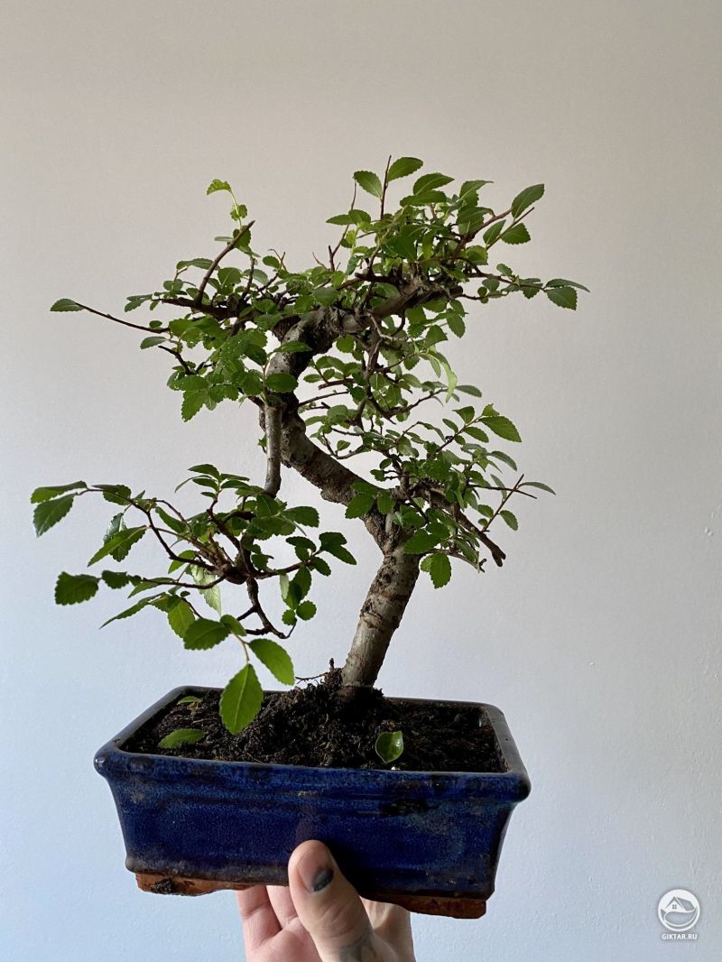 Китайский вяз. Полу-каскад