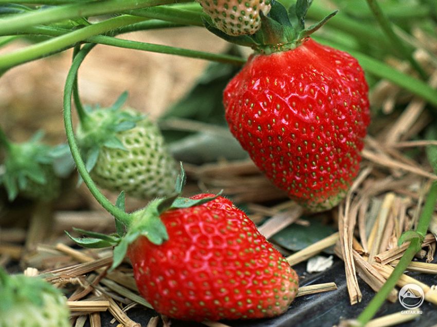 Варианты посадки клубники