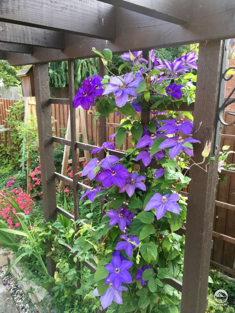 Мои клематисы наслаждаются жаркой погодой!