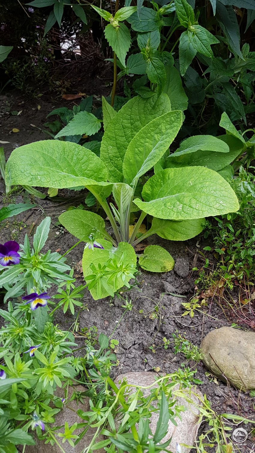 Что за растение это может быть?