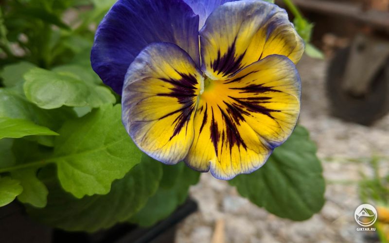 Анютины глазки такие фотогеничные