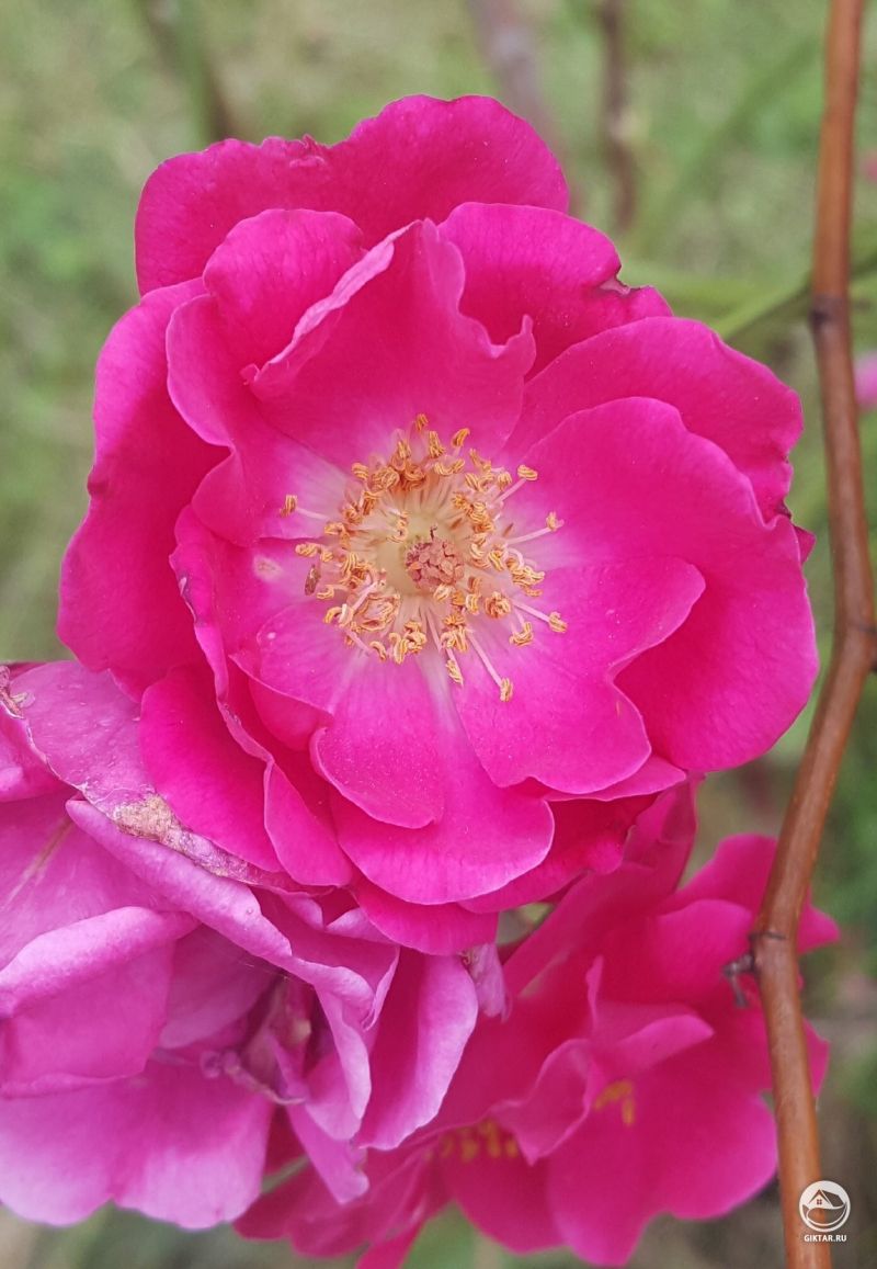 Мой шиповник