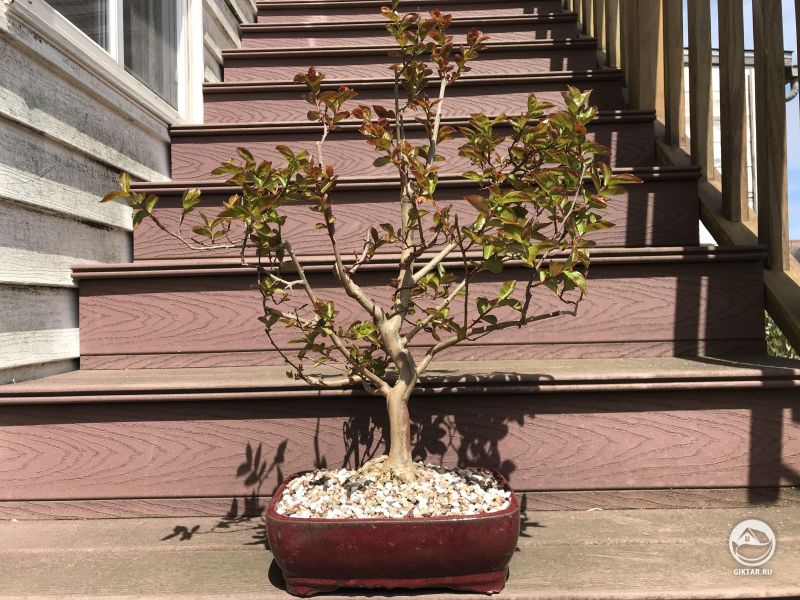 Лагерстремия индийская бонсай