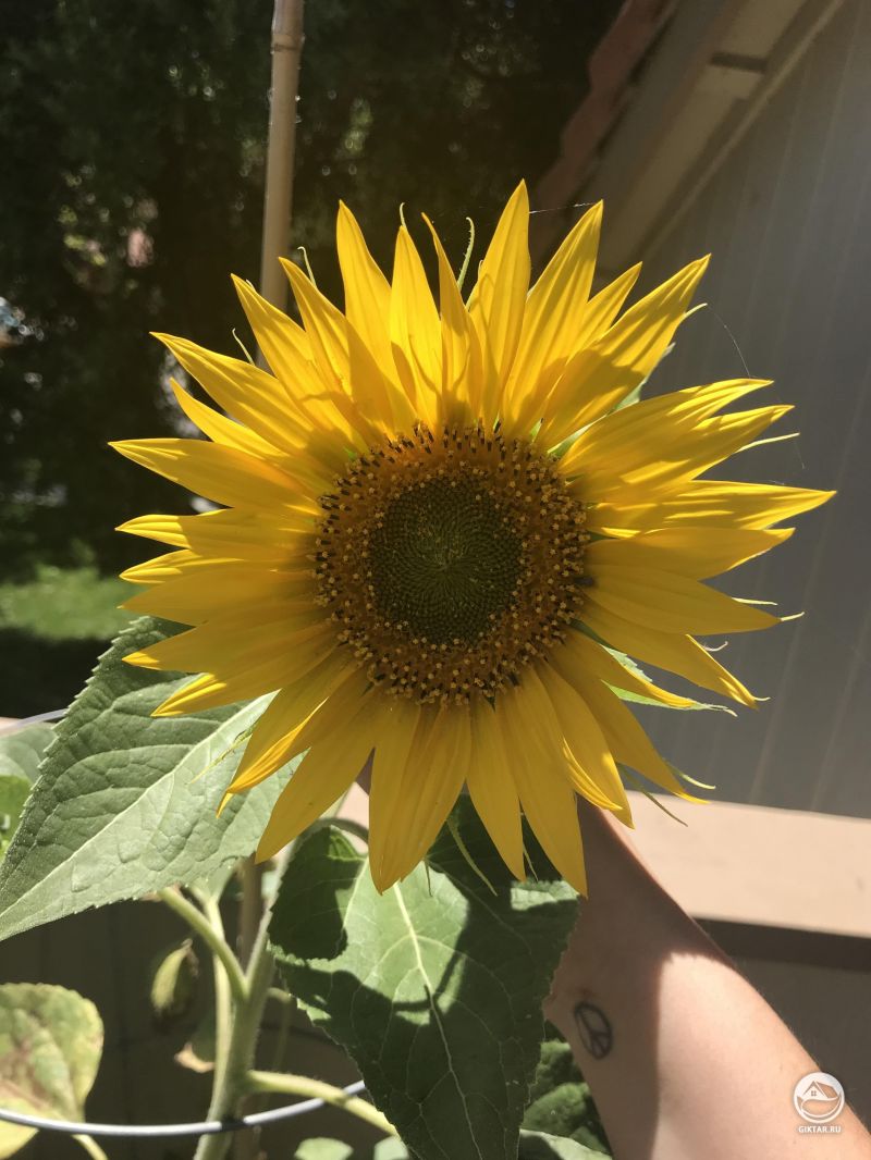 Мой подсолнух. Вырос выше меня всего за несколько дней.