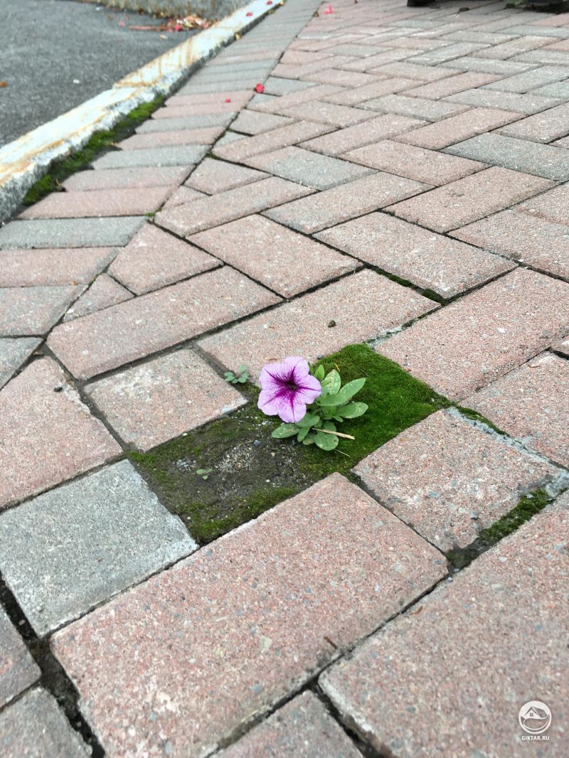 Петуния на брущатке