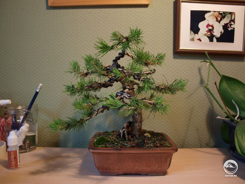 Мое хобби: растущий бонсай!