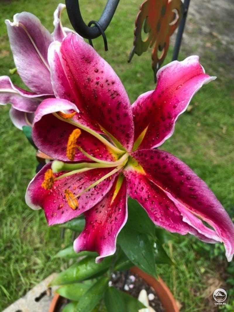 Моя жена была очень счастлива, что ее цветок расцвел сегодня