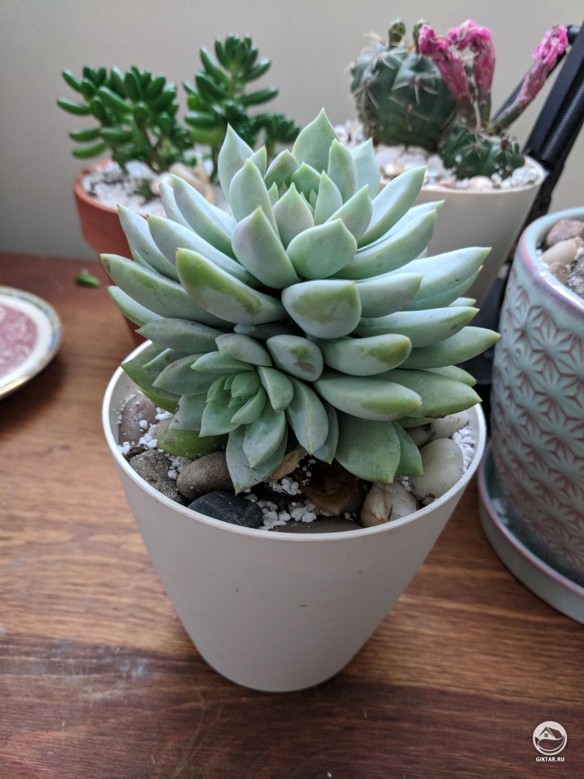 Помогите выяснить что это за сорт эхеверии.