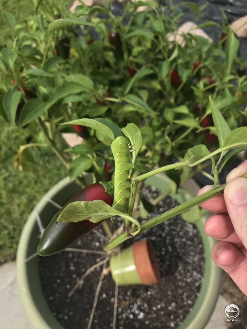 Гусеница бражника объедает листья перца.