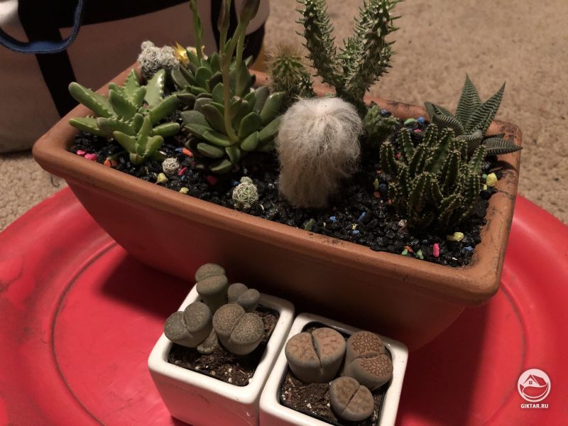Мой маленький сад суккулентов.