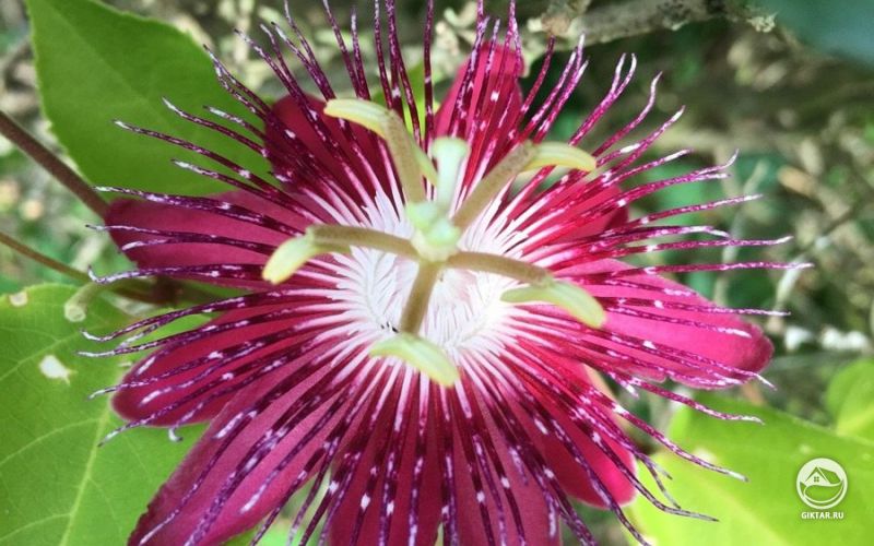 Малиновая пассифлора