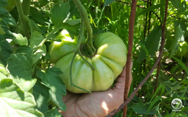 Идеальный помидор !!!