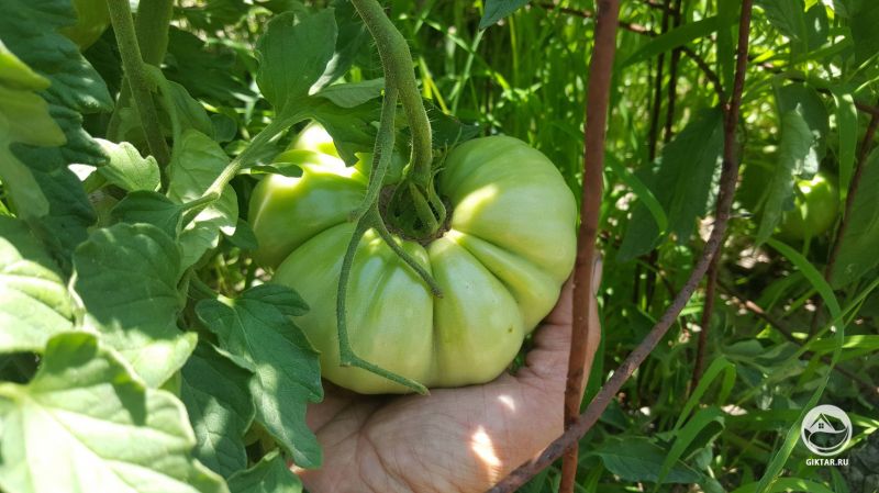 Идеальный помидор !!!