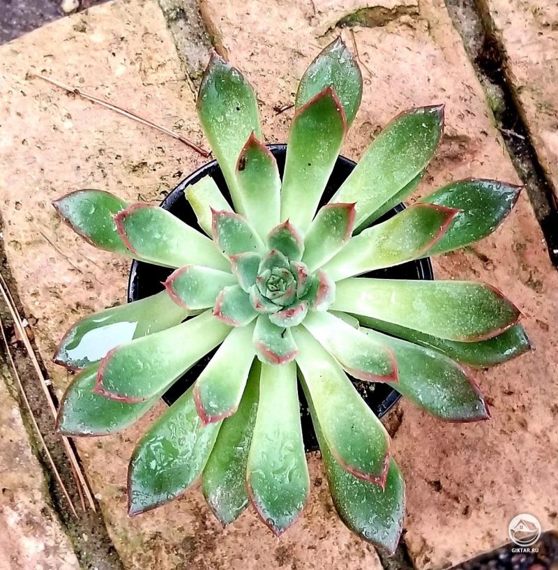 Эхеверия после дождя