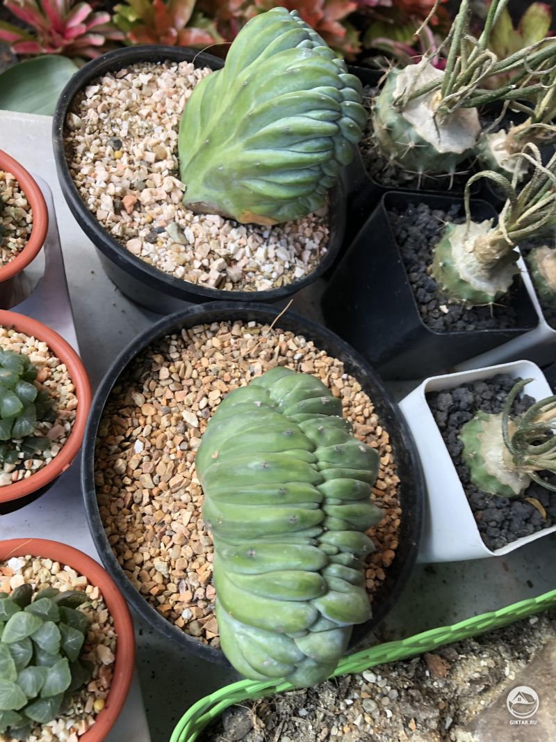 Миртиллокактус геометрический, гребенчатая форма.