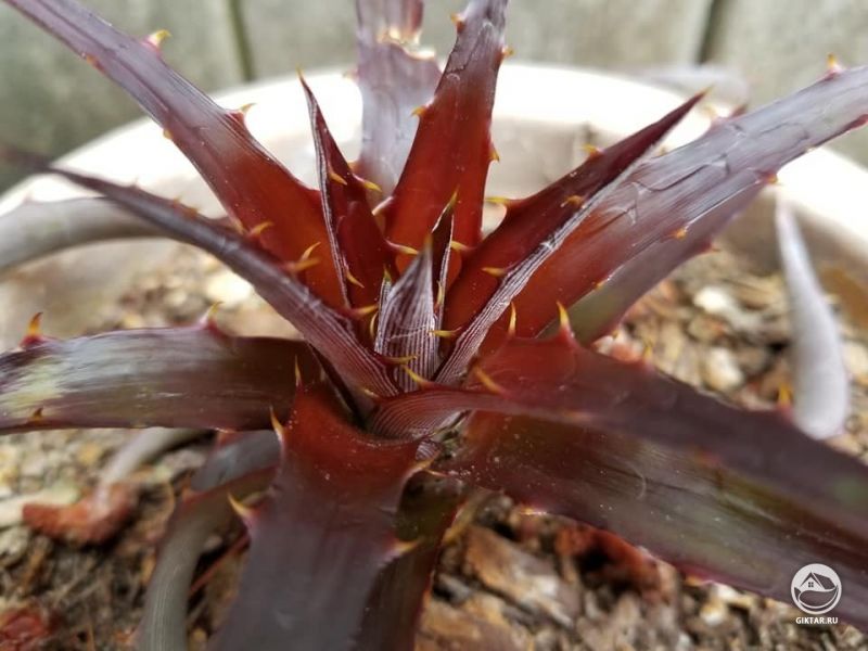 Молодая красная диккия крупным планом