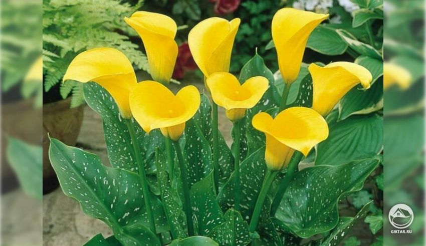 Зантедеския Эллиотта (Zantedeschia elliottiana) Зантедеския Эллиотта (Zantedeschia elliottiana)