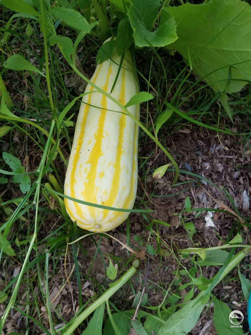 Помогите определить овощ пожалуйста