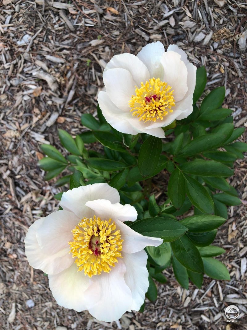 Пион сорта Силвер Дон (Silver Dawn)