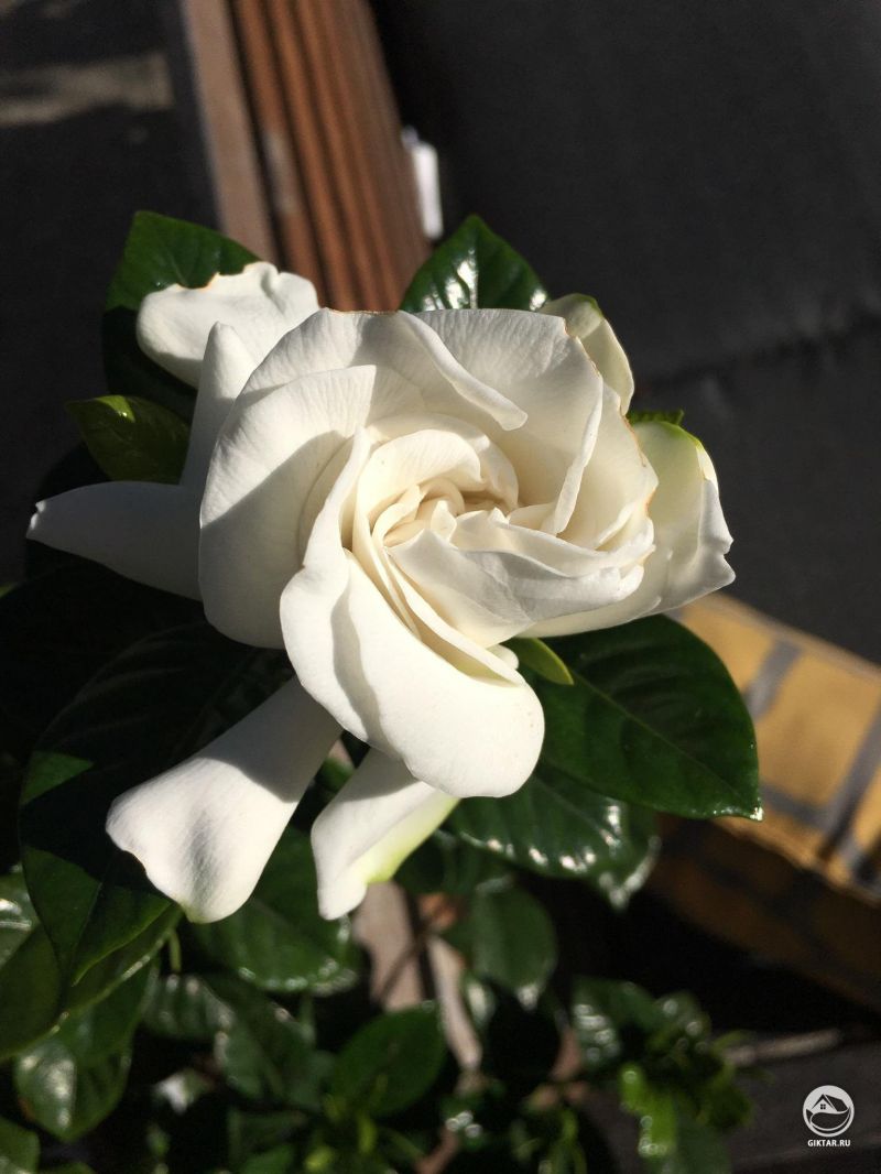 Моя гардения наконец-то зацвела впервые после месяцев ожидания.