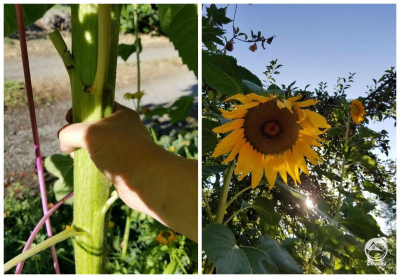 Я выращиваю гигантские подсолнухи. Один из них уже чуть выше, чем яблоня!
