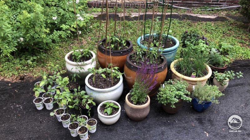 Горшочный сад с цветами, травами и перцем.