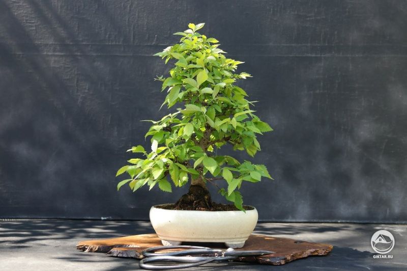 Вяз шершавый